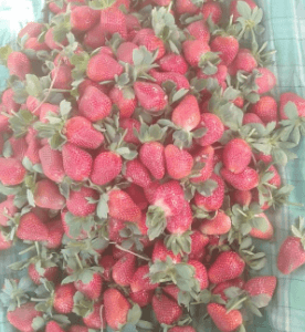 Primium Strawberry