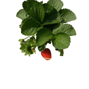 strawberries