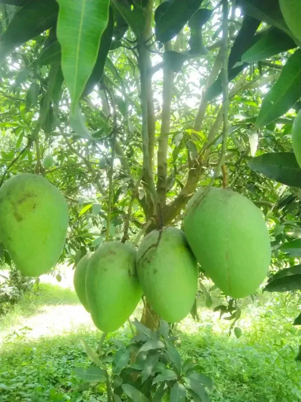 লক্ষণভোগ (লখনা)