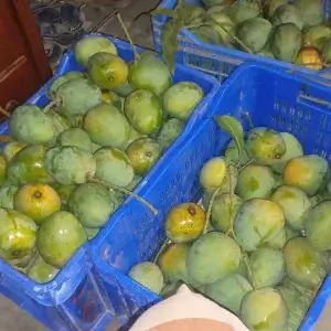 খিরসাপাত আম