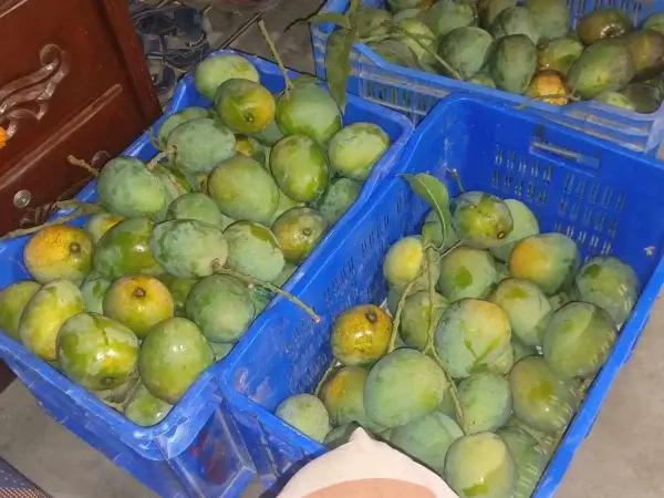 খিরসাপাত আম
