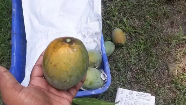 খিরসাপাত আম