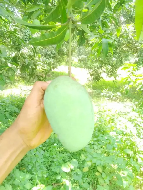 লক্ষণভোগ (লখনা)