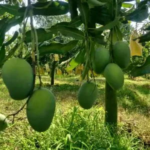 Amrupali