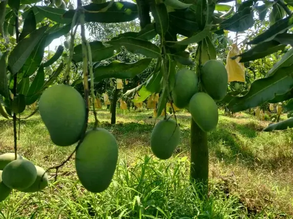 Amrupali
