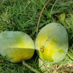গোপালভোগ আম