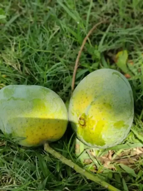 গোপালভোগ আম