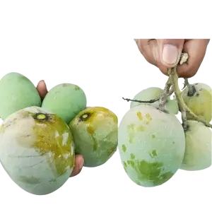Golapbash Mango