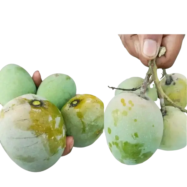 Golapbash Mango