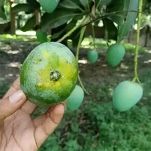Rani Pochondo Mango