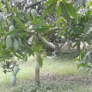 Amrupali | আম্রপালী আম
