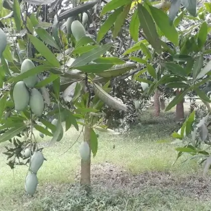 Amrupali | আম্রপালী আম
