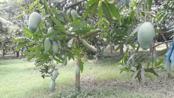 Amrupali | আম্রপালী আম
