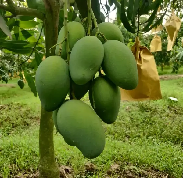 Amrupali
