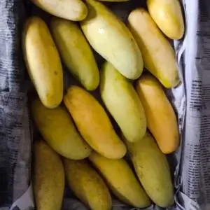 BANANA MANGO